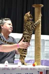 TICA Judge