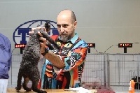 TICA Judge